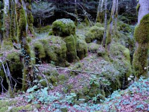 Sentier Karstique - Forêt des trolls