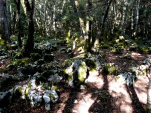 Sentier Karstique - Forêt des trolls